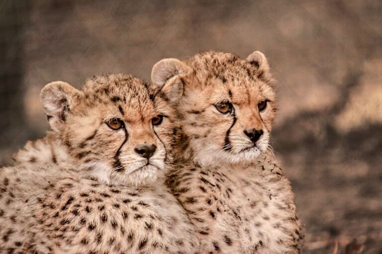 animals, cheetahs, cheetah cubs-7945300.jpg